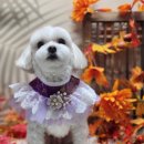 꿈의 애견미용 이미지