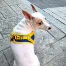 엘제이펫 이미지