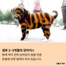 하룻강아지 이미지