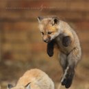 여우 PC방 이미지