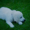 큰마음동물메디컬센터 이미지