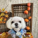 리즈멍 이미지