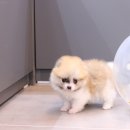 도그마루 강아지고양이 김해창원점 이미지