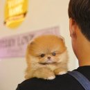 댕댕이 애견샵 이미지