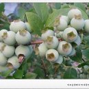 미르농장 이미지