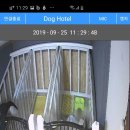 도그 아지트 이미지