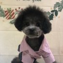 퍼피몽몽 이미지