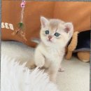 헤어바이미슬