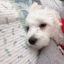 정성환동물병원 | [청주 동물병원] 안과 전문 '정성환동물병원' 다녀온 후기/영업시간