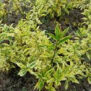 개나리농장 이미지