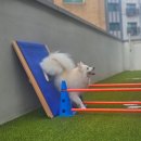 반려담애견유치원 이미지