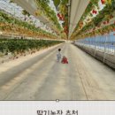 더나은딸기