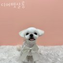 디어펫살롱 이미지