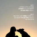 스윗차일드오마인 | 강아지건강식 스윗차일드오마인 슈퍼트릿