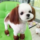 The 쇼독 이미지