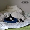 노원N동물의료센터 | 노원 바른동물의료센터 :: 7개월 암컷 강아지 중성화 수술 후기