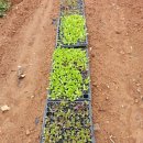 아랑농장 이미지