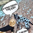 장현천로 8 | 시흥애견호텔? 이제 내 강아지 찐친 만드는 곳 정착함