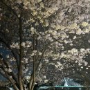 금호강8 | 대구벚꽃 명소 야경 금호강수변공원 아양교벚꽃길 주차