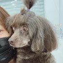 쁘띠꼬미