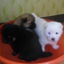 복슬 강아지 이미지