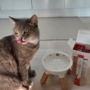 제라펫 | 웰찹 슬림펫 제로 체험단 후기 ; 반려묘 다이어트 보조제 체험기