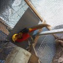 금계 농장 이미지