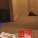 [펌]태풍 너구리 경로 이미지