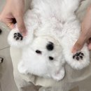 뽀드득블랑스파