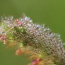 강아지풀 이미지