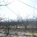 단감농장 이미지