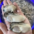 통영캠핑스토리 | ✨🏆 일공푸드 통영 생굴 제철 깐굴 리뷰: 바다의 우유 1kg! 하프셀 석화 각굴 고민 끝! 신선한 굴 추천