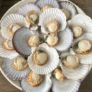 꽃가리비 이미지