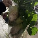 뽑아가유 이미지