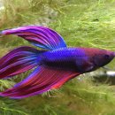 살랑더테일 이미지