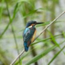 미사리의 물총새(Common Kingfisher) 이미지
