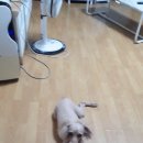 (주)브이아이펫 | 펫VIP 서비스 만족!