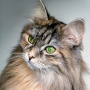 페테리안동물병원 이미지