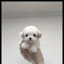 강아지분양 고양이분양 멍앤냥 수원점 이미지