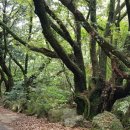 쌍계암묘법연화경 이미지