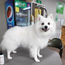 올 도그 그루밍(All DOG GROOMING) 이미지