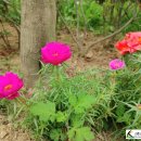 도림농장 이미지