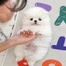 광주강아지분양고양이분양미유펫 - 5255 | 광양강아지분양 토이푸들 직접 보고 신중하게 결정한 후기