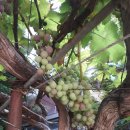 옹진냉면집 이미지