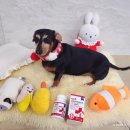 내츄럴9 | 내츄럴파마포앤 애견영양제 강아지관절영양제 후기