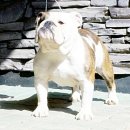 써클켄넬 이미지