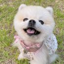 핸드메이드 솜솜 이미지