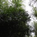 푸른솔문고 | 담양 면앙정 (俛仰亭)-4