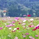 거제도 청마기념관 근처 둔덕 코스모스축제(가을 여행지) 이미지