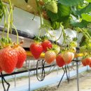 명품과일 이미지